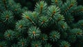 Fresh pine tree needles background with dense layers creating a forest like texture