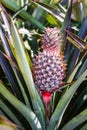 Fresh pineaple on bush with leaves Royalty Free Stock Photo