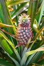 Fresh pineaple on bush with leaves Royalty Free Stock Photo