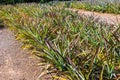 Fresh pineaple on bush with leaves Royalty Free Stock Photo