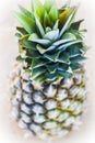 Fresh pineapple Royalty Free Stock Photo