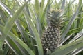 Fresh pineapple clump