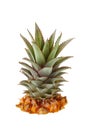 Fresh pineapple crown