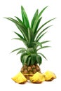 Fresh pineapple Cut half Royalty Free Stock Photo