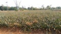 Fresh pineapple farm Chaiyaphum Thailand