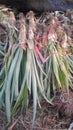 Fresh pineapple farm Chaiyaphum Thailand Royalty Free Stock Photo