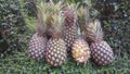 Fresh pineapple farm Chaiyaphum Thailand