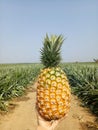 Fresh pineapple from the field Royalty Free Stock Photo