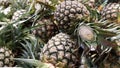 Fresh Pineapple from the field Royalty Free Stock Photo