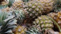 Fresh Pineapple from the field Royalty Free Stock Photo