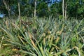 Fresh pineapple fruit on bush with leaves Royalty Free Stock Photo