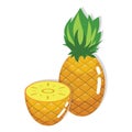 Fresh Pineapple Fruit