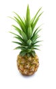 Fresh pineapple fruit