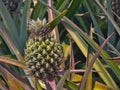 Fresh pineapple growing on plant