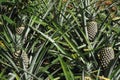 Fresh pineapple growing up in garden Royalty Free Stock Photo