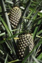 Fresh pineapple growing up in garden Royalty Free Stock Photo