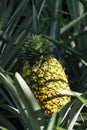 Fresh pineapple growing up in garden Royalty Free Stock Photo