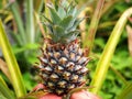 Fresh Pineapple in a Local Field Royalty Free Stock Photo