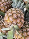 fresh pineapple on the market Royalty Free Stock Photo