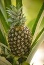 Fresh pineapple plant growing Royalty Free Stock Photo