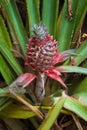 Fresh pineapple plant growing Royalty Free Stock Photo