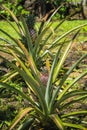 Fresh pineapple plant growing on a tropical island Royalty Free Stock Photo
