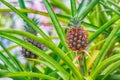 fresh pineapple plants