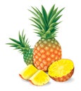 Fresh pineapple with slices vector illustration.