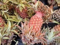 Pineapple sold in the market