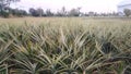 Fresh pineapple farm Chaiyaphum Thailand Royalty Free Stock Photo