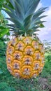 Fresh pineapple with yellow color and green leaves Royalty Free Stock Photo