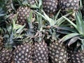 Fresh Pineapples background. Group of pineapples