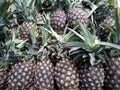 Fresh Pineapples background. Group of pineapples