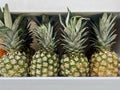 Fresh Pineapples Fruit In The White Box Royalty Free Stock Photo