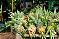 Fresh Pineapples At The Markets