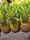 Fresh Pineapples For Sale