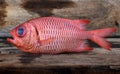 Fresh Pinecone soldierfish.