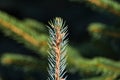 fresh pinetree branch Royalty Free Stock Photo