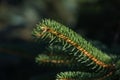 fresh pinetree branch Royalty Free Stock Photo