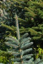 fresh pinetree Royalty Free Stock Photo