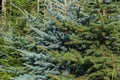 fresh pinetree Royalty Free Stock Photo