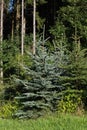 fresh pinetree Royalty Free Stock Photo