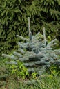 fresh pinetree Royalty Free Stock Photo