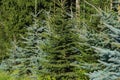 fresh pinetree Royalty Free Stock Photo