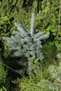 fresh pinetree Royalty Free Stock Photo