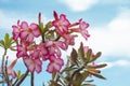 Fresh pink desert rose, mock azalea, pinkbignonia or impala lily flowers on sky background.