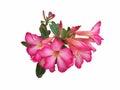 Fresh pink desert rose, mock azalea, pinkbignonia or impala lily flowers isolated on white background. Royalty Free Stock Photo