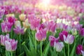 Fresh pink blooming tulips flowers garden with sun light Royalty Free Stock Photo