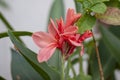 Fresh pink canna lilly flower and green grasshopper on nature background. Royalty Free Stock Photo