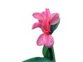 Fresh pink canna lilly flower isolated on white backgroun. Royalty Free Stock Photo